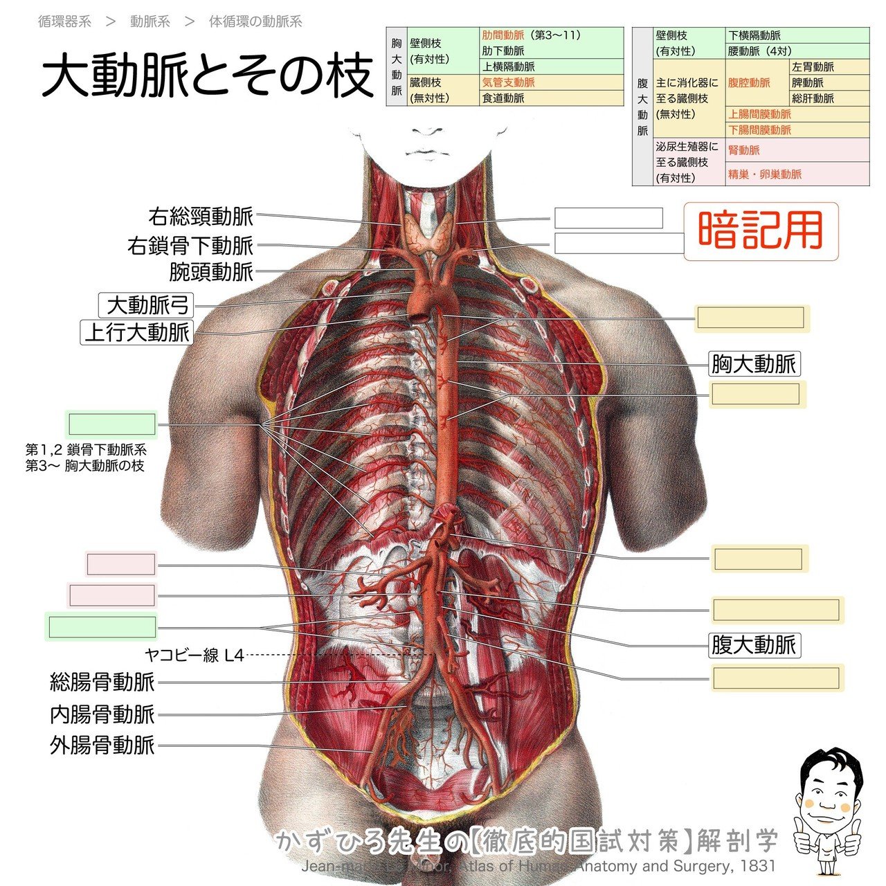 腹部血管のX線解剖図譜 腹部血管のX線解剖図譜 | 書籍詳細 | 書籍 | 医学書院