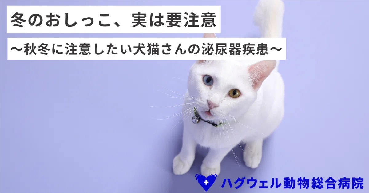 [Supervised by Veterinarians] Beware from Autumn to Winter! What are ...
