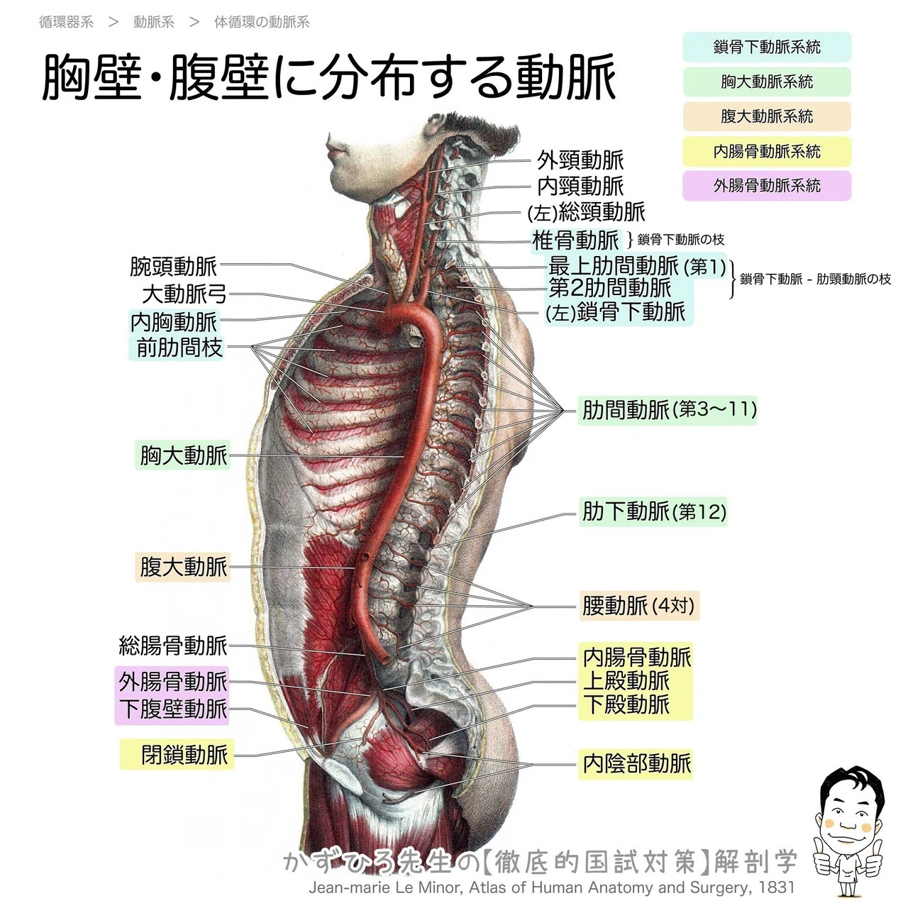 2-3(1)】 循環器系 - 動脈系 解説｜かずひろ先生（黒澤一弘｜解剖×教育