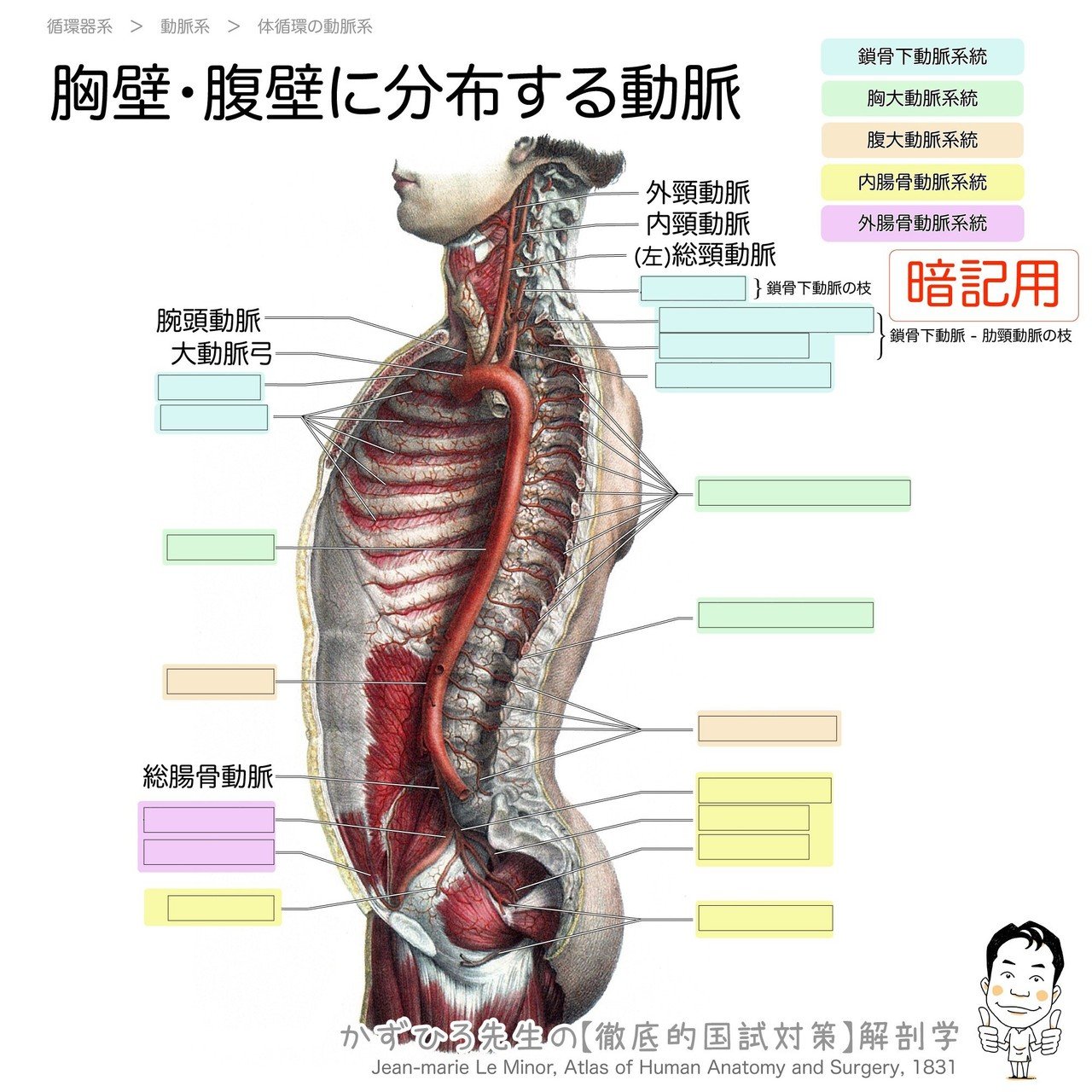 2 3 1 循環器系 動脈系 解説 かずひろ先生 黒澤一弘 解剖学 Note