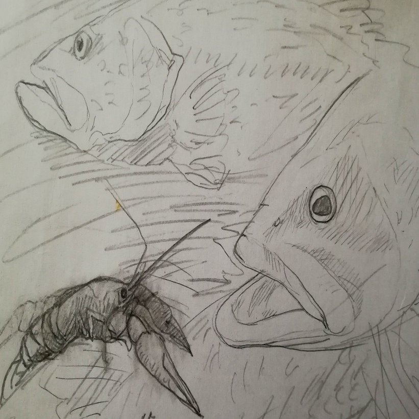 釣魚大全 魚を描くこと 消雲堂 しょううんどう Note