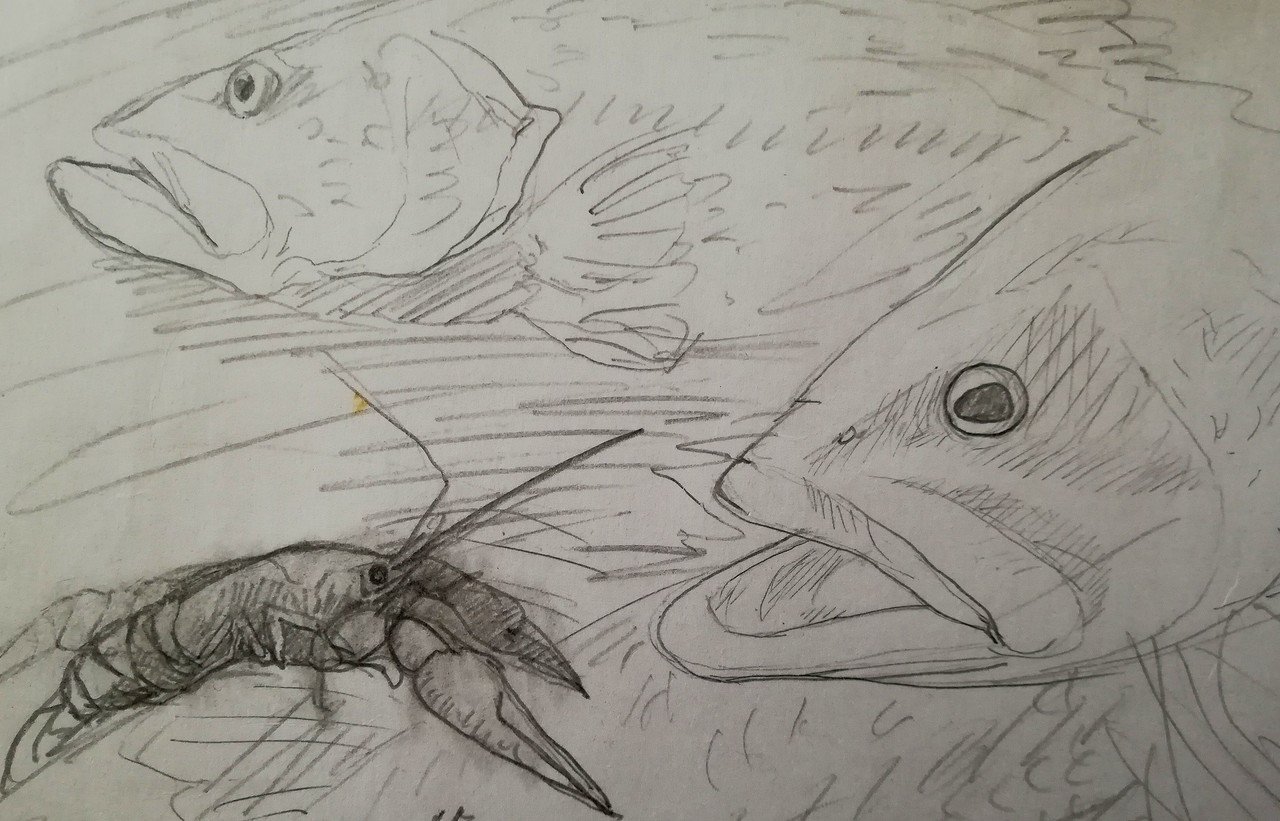 釣魚大全 魚を描くこと 消雲堂 しょううんどう Note 釣魚大全 魚を描くこと 消雲堂 しょううんどう Note