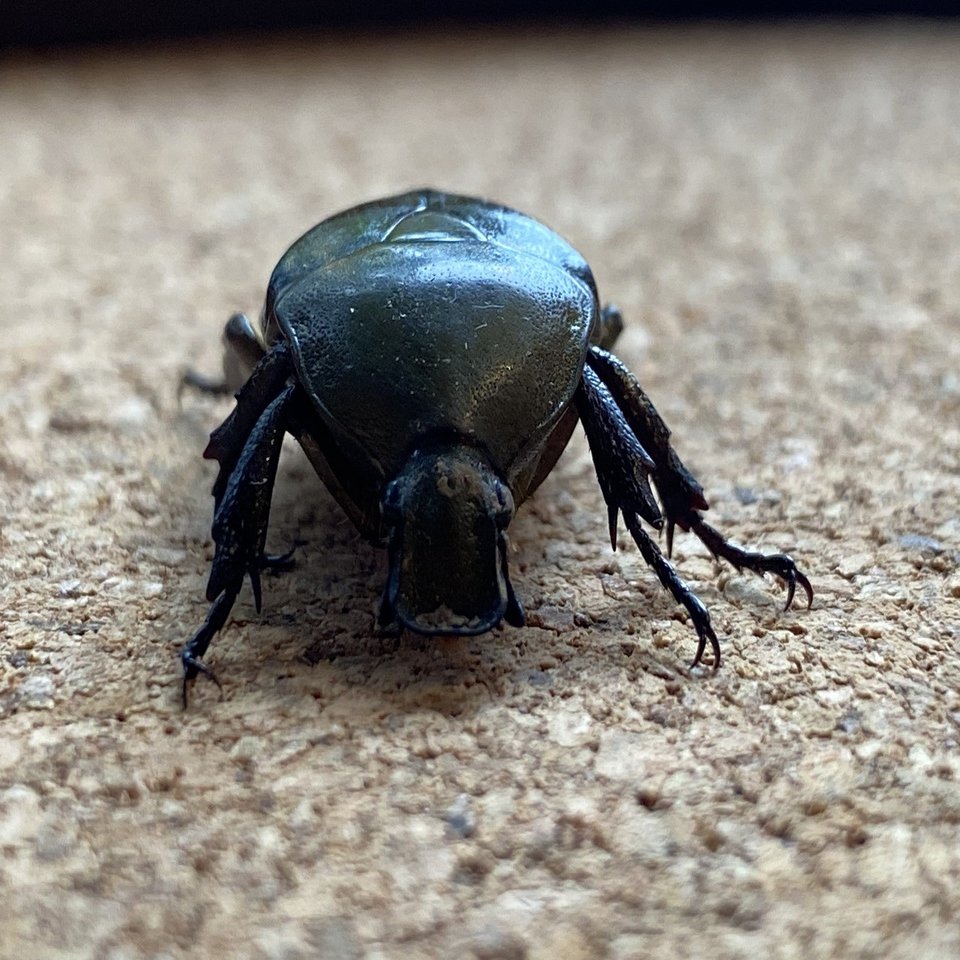 逆三角のマッスル体型 カナブンを捕まえた Noriaki Kawanishi 田舎暮らしデザイナー Note