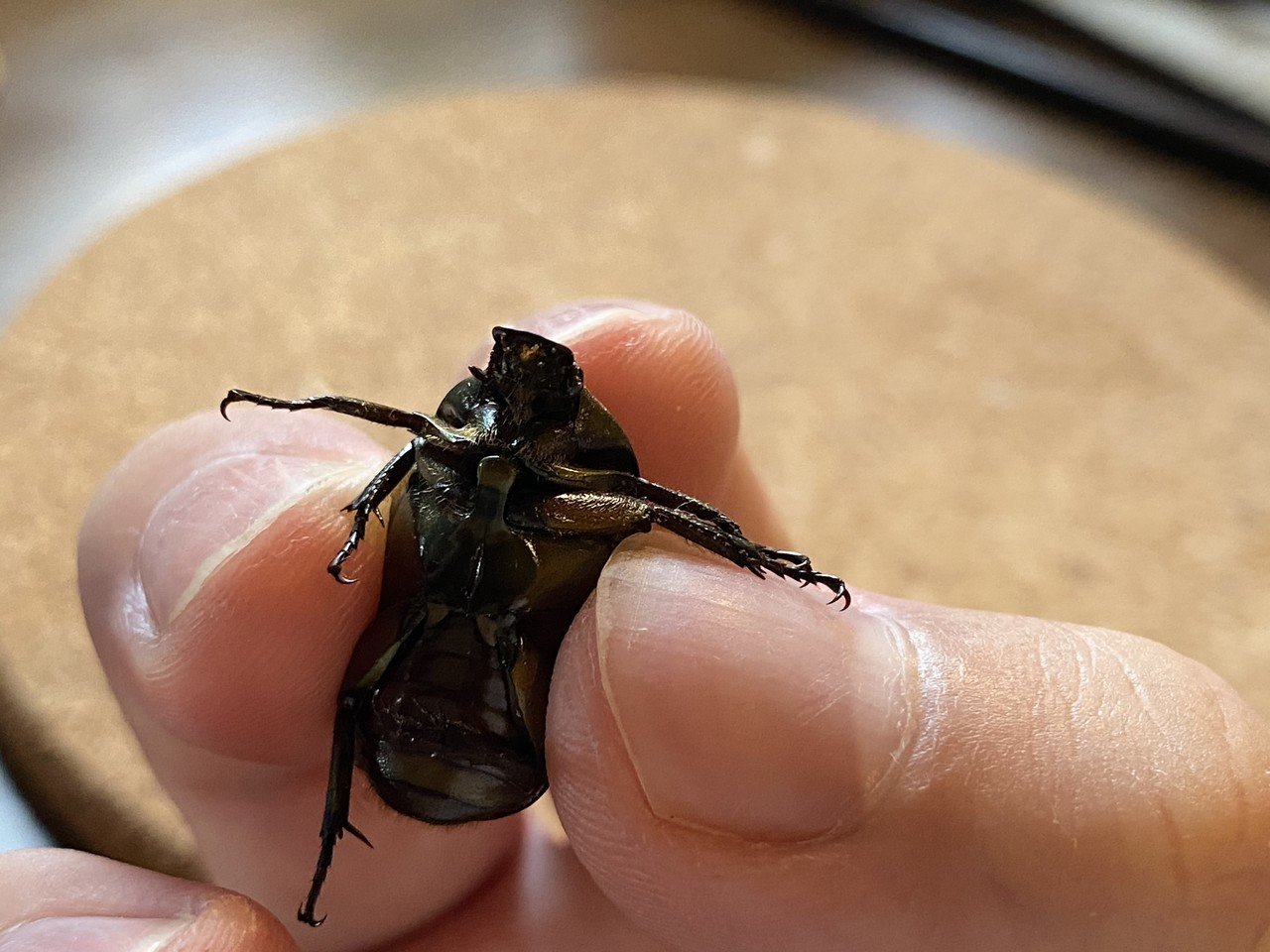 逆三角のマッスル体型 カナブンを捕まえた Noriaki Kawanishi 田舎暮らしデザイナー Note 逆三角のマッスル体型 カナブンを捕まえた Noriaki Kawanishi 田舎暮らしデザイナー Note