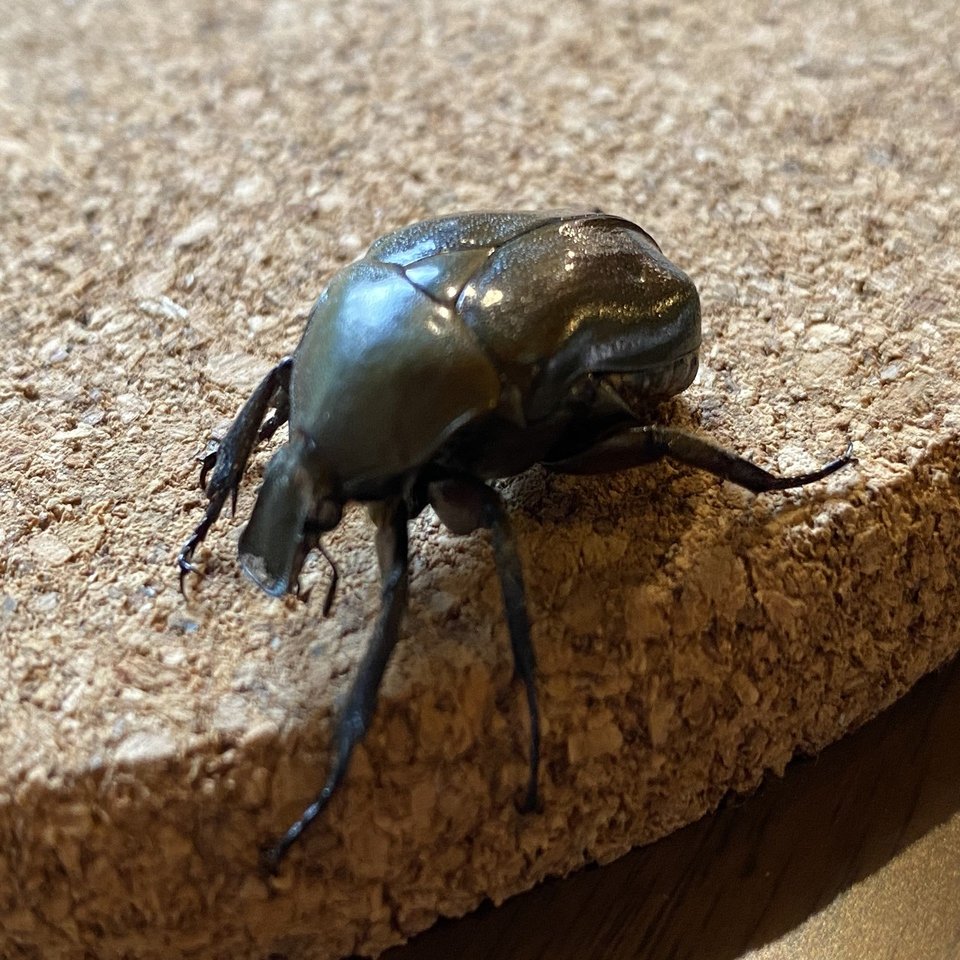 逆三角のマッスル体型 カナブンを捕まえた Noriaki Kawanishi 田舎暮らしデザイナー Note