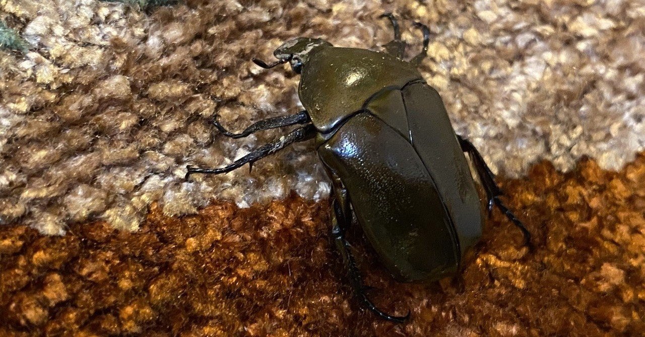 逆三角のマッスル体型 カナブンを捕まえた Noriaki Kawanishi 田舎暮らしデザイナー Note 逆三角のマッスル体型 カナブンを捕まえた Noriaki Kawanishi 田舎暮らしデザイナー Note