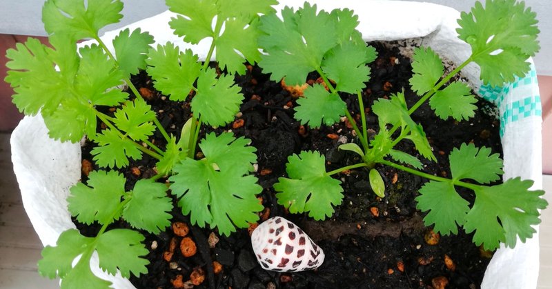 パクチーの反応に右往左往している話 池田暁子 いけだきょうこ Note