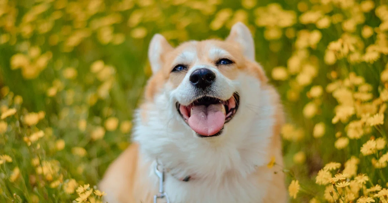 Understanding Dog Language Actually, they know everything. Dogs aren't fooled by