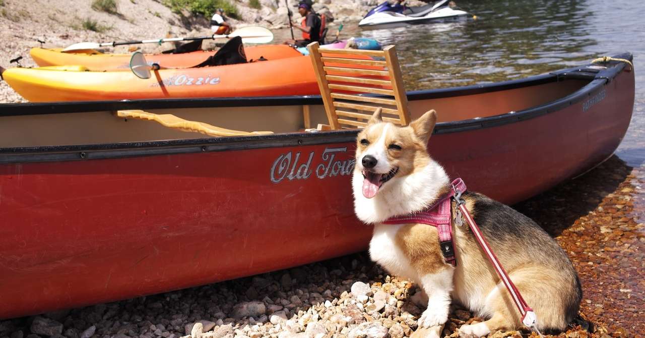犬と一緒に北海道でカヌー Yumipou Note