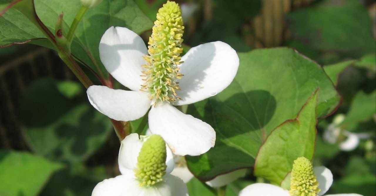 ドクダミ の新着タグ記事一覧 Note つくる つながる とどける