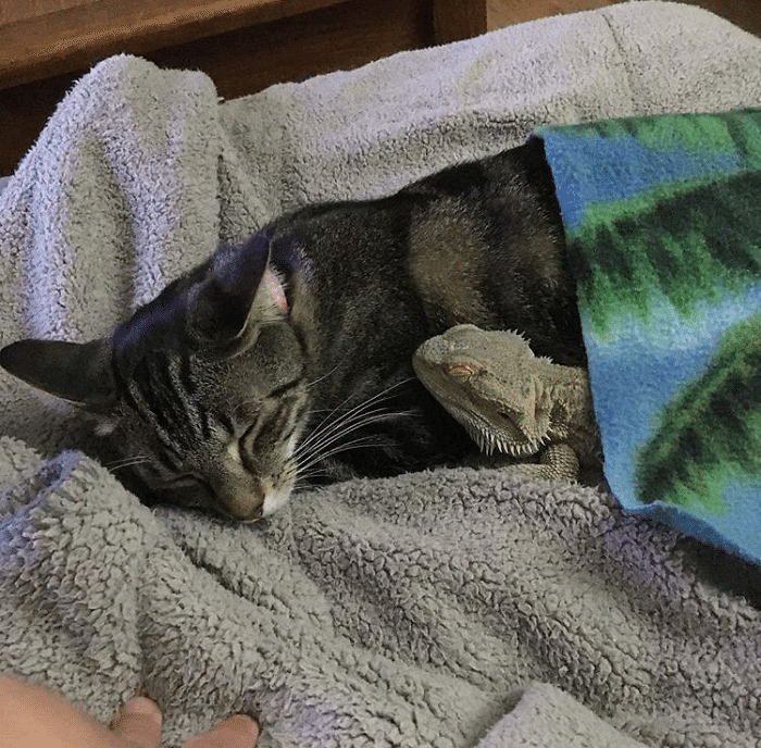 猫にとっての ありえないお友だち 1 ノリノリ Note 猫にとっての ありえないお友だち 1 ノリノリ Note