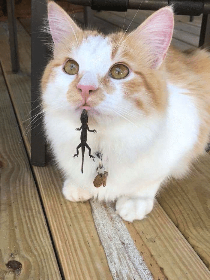 猫にとっての ありえないお友だち 1 ノリノリ Note