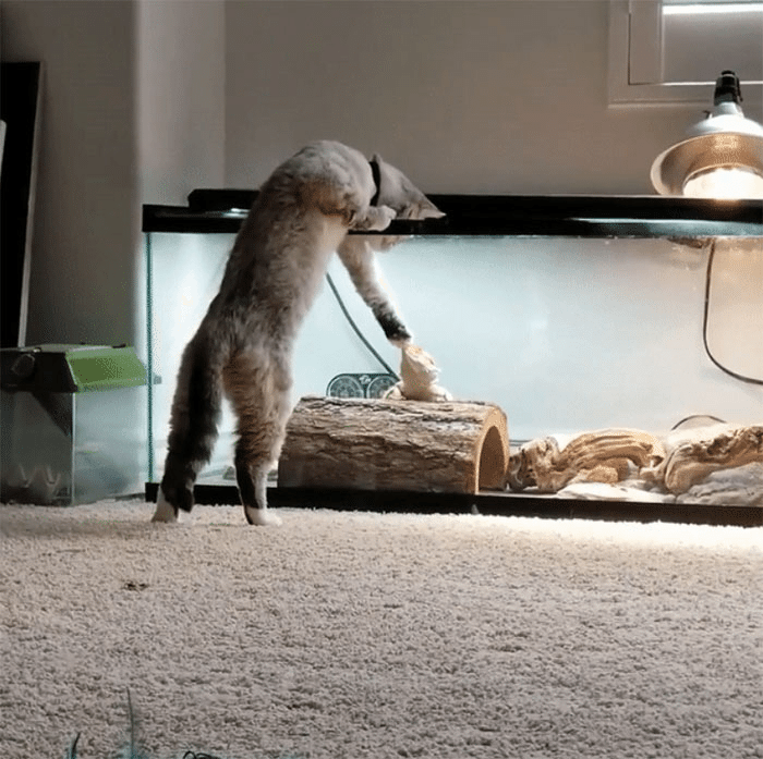 猫にとっての ありえないお友だち 1 ノリノリ Note