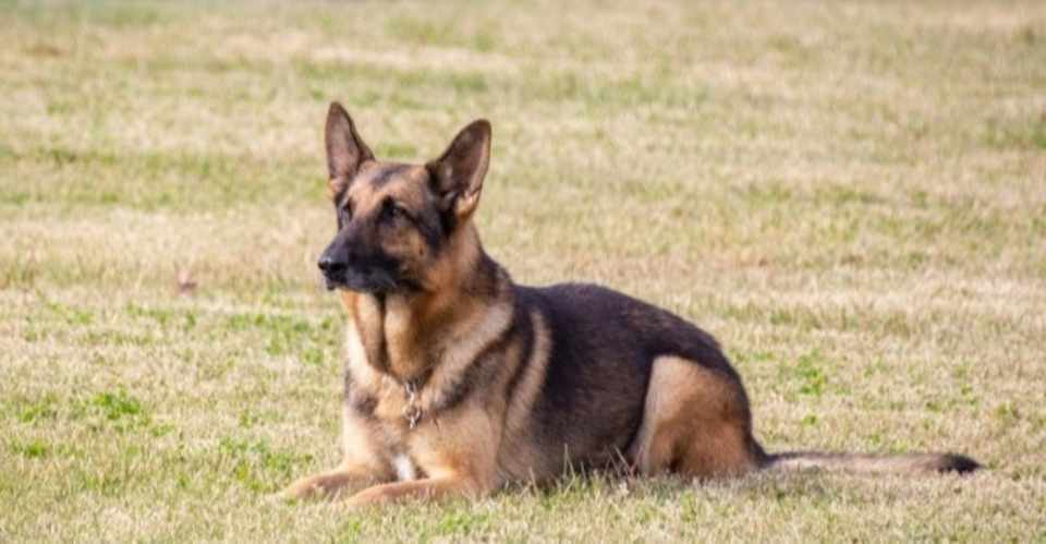 新型コロナウイルス陽性の犬が死亡したニュースについて 犬の飼い主サポートのplam Note