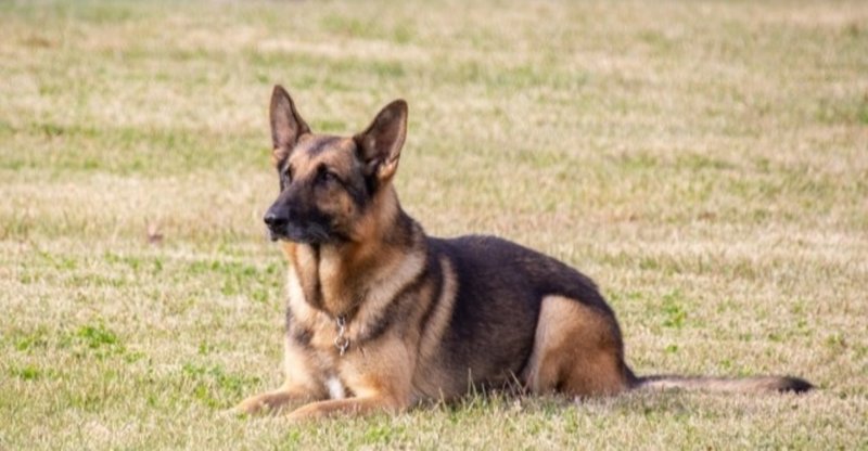 新型コロナウイルス陽性の犬が死亡したニュースについて 犬の飼い主サポートのplam Note