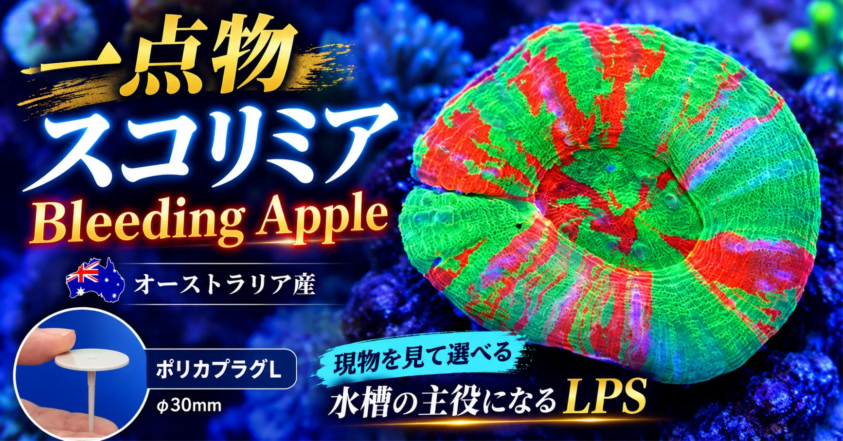 一点物】オーストラリア産スコリミア Bleeding Apple｜水槽で圧倒的な