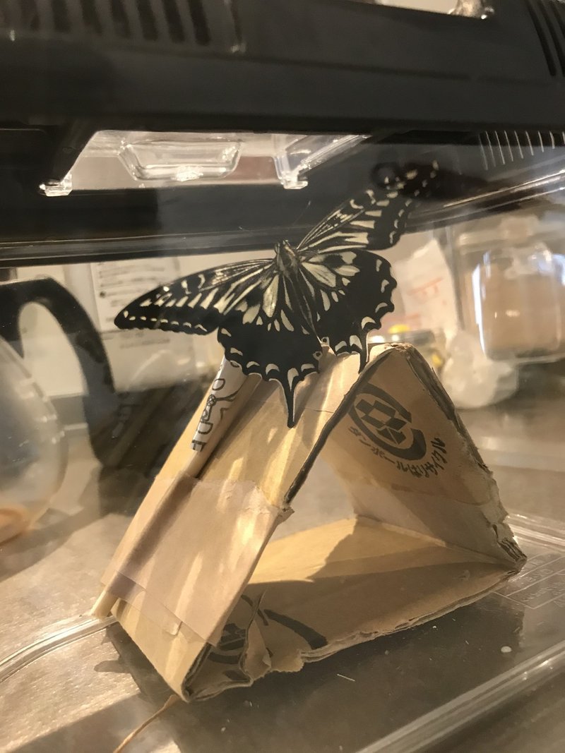 はらぺこあおむしが我が家にやってきた アゲハ蝶になるまでの飼育方法 蝶々編 まゆみっこ 根っこの子育て奮闘記 Note