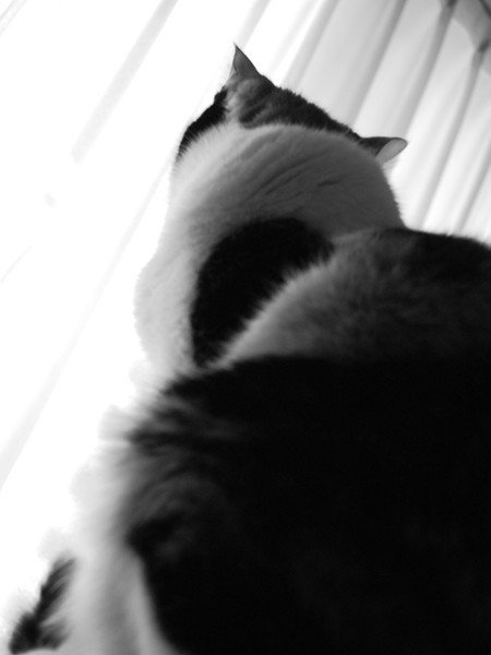 フリーで使える三毛猫の写真素材 やす 貝の柱 非公式 Note