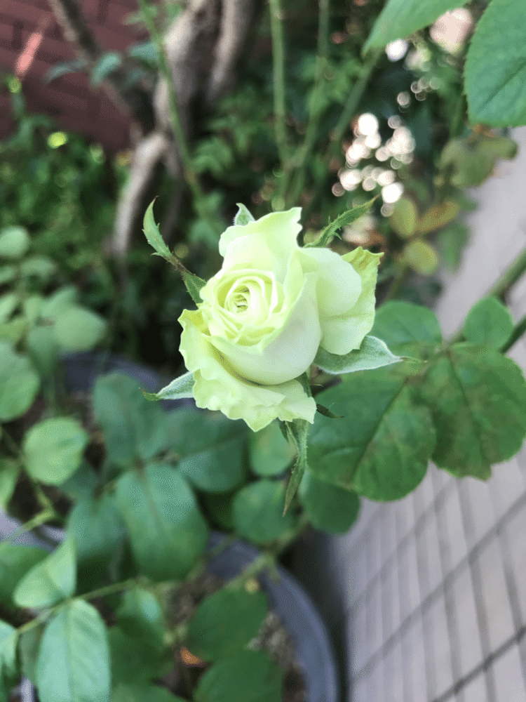 ミントティ、段々小さい花に。

あぁ、でもグリーンが✨

#ミントティ
#緑の薔薇