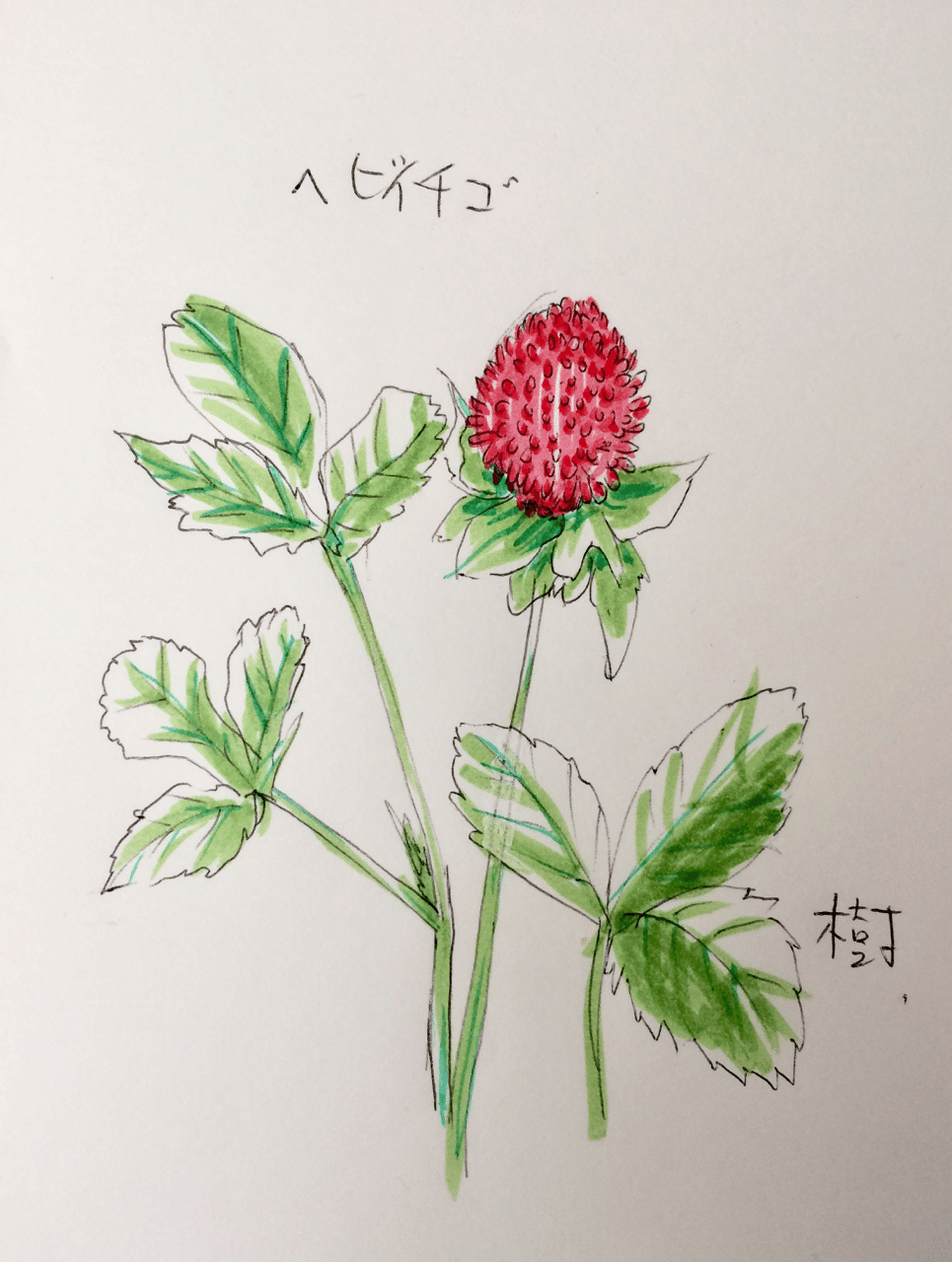 スケッチ 蛇苺 Gallerytaimu 0728 Note スケッチ 蛇苺 Gallerytaimu 0728 Note