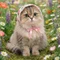 ねこみみ🎀