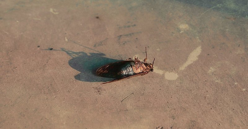 蝉の一生 人の一生 だいふくだるま Note