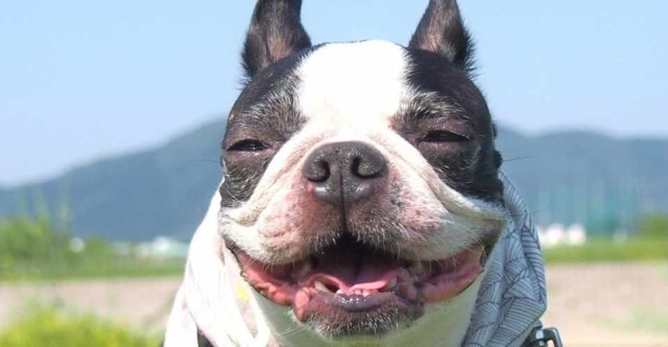 犬は褒められて伸びる動物です 犬の飼い主サポートのplam Note