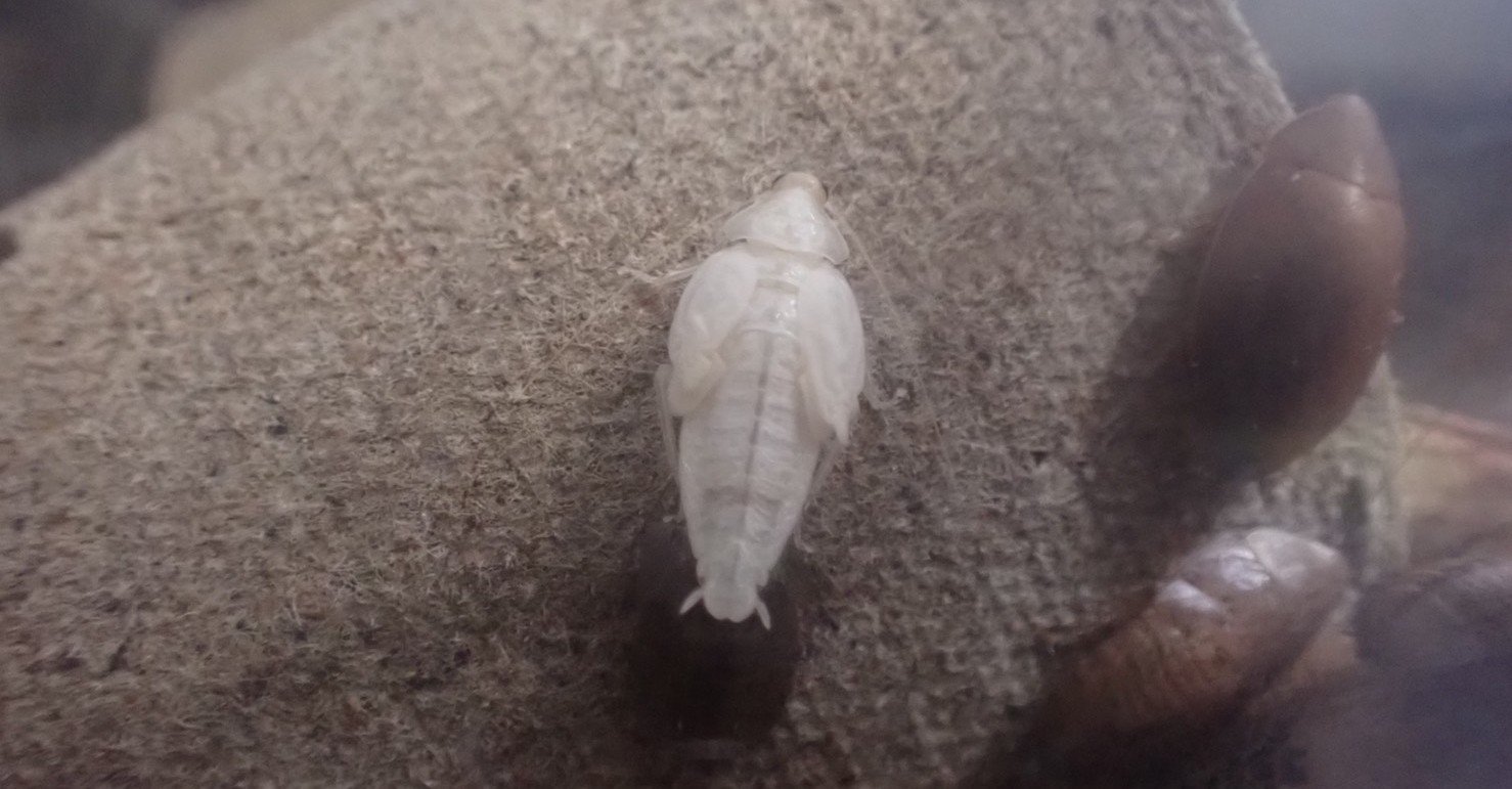 049：世にも珍しい白いゴキブリ｜G組飼育係