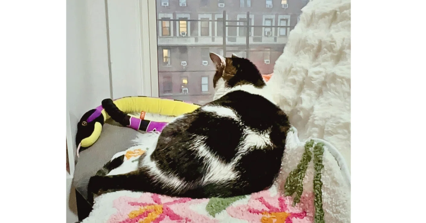 The Case of Mimi, the Healing Cat｜AngelMimo Journal @NYC