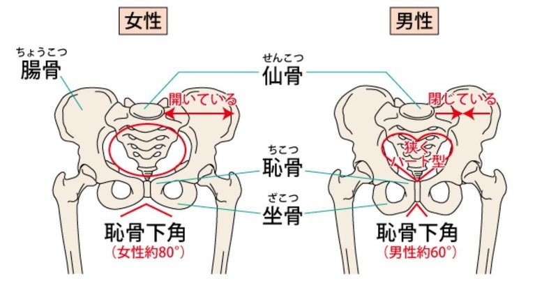 女性の骨格 を理解しよう トレーナー沢田 翔 Note 女性の骨格 を理解しよう トレーナー沢田 翔 Note