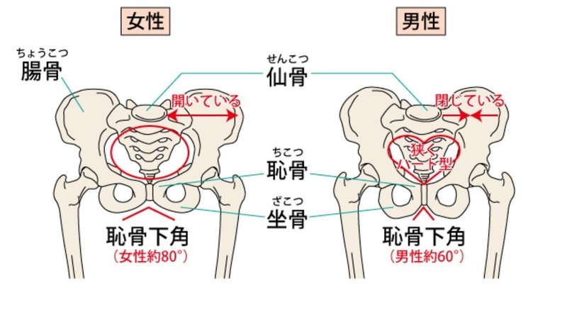 女性の骨格 を理解しよう トレーナー沢田 翔 Note