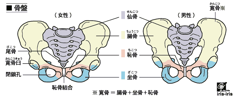 骨盤前面（男女）