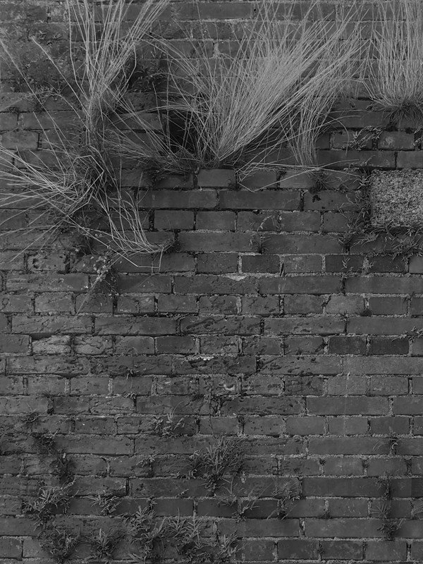 どうも壁というと「ぶち壊すもの」というイメージがつきまとうのは、人生の壁にぶち当たるのがデフォになっているせいか、、、ピンクフロイドの影響か、、、じんわりとぶち壊そうとする「雑草」に好感をもつ。