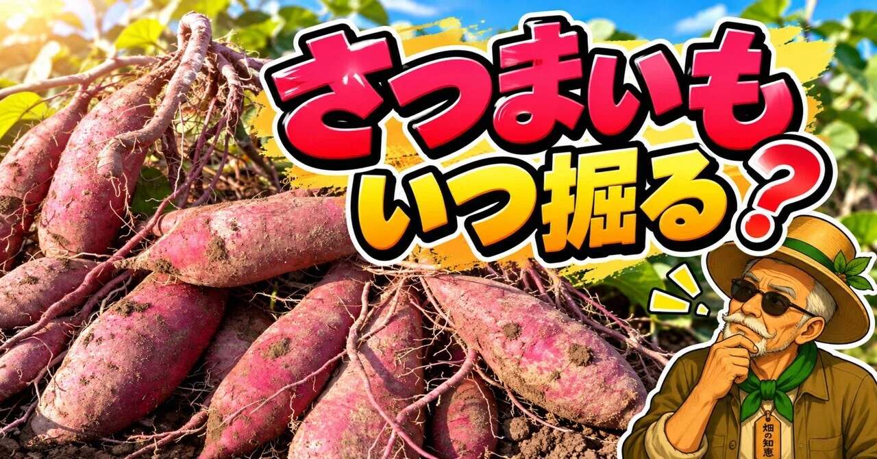 When to Harvest Sweet Potatoes｜畑仙人