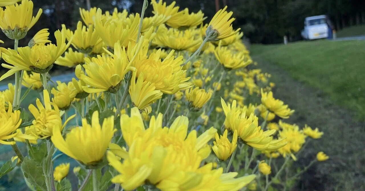 Edible Flowers Blooming in the Autumn Field | Edible Chrysanthemums ...