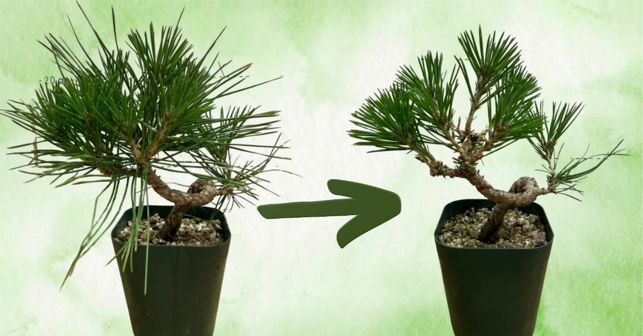 I've started with pine. How things have changed in the six months since ...