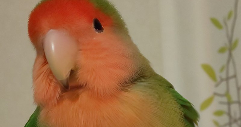 手乗りインコか アオ Note