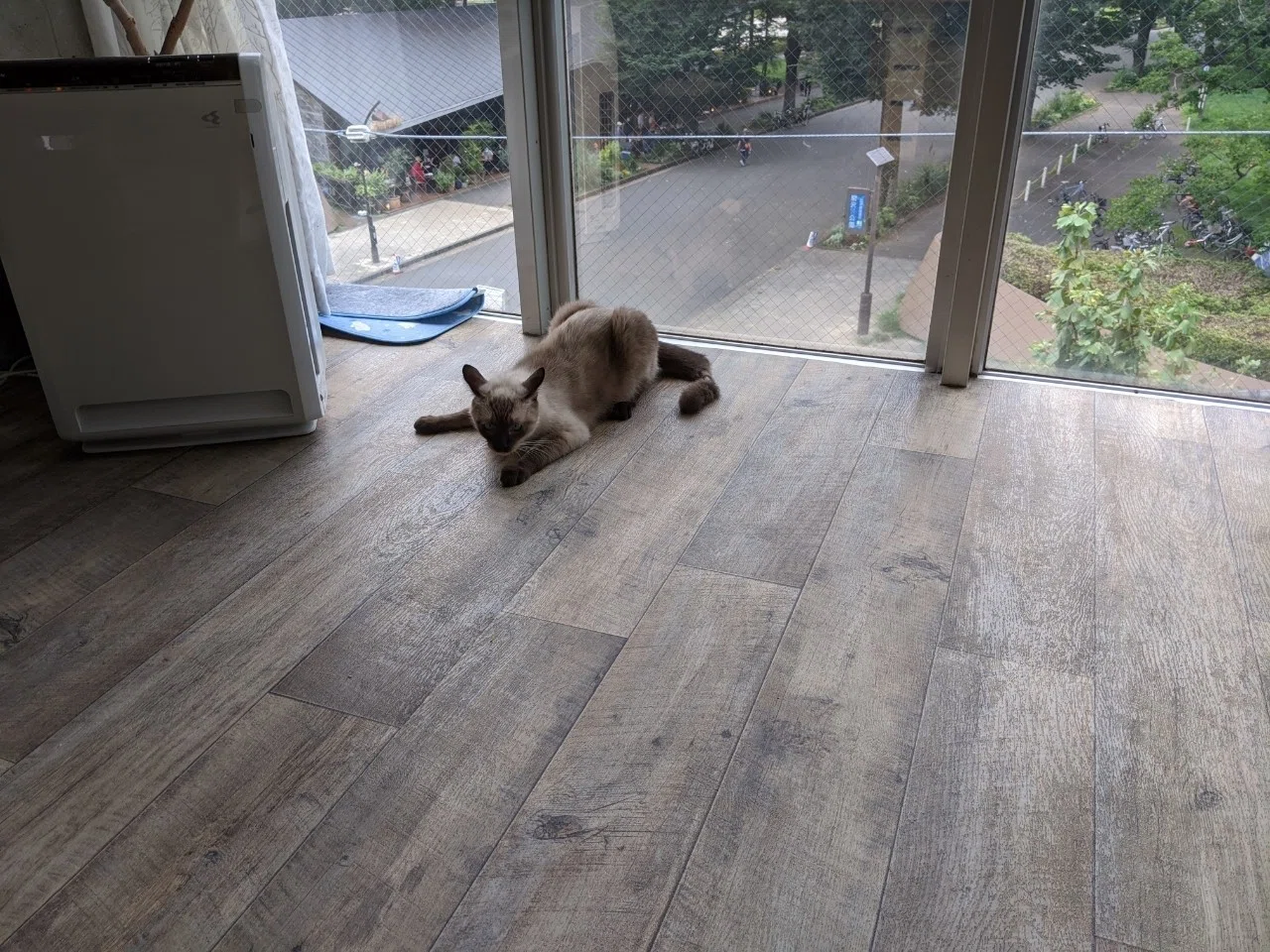くるみちゃん、コーンくん、ネオンくん出発しました❗|保護猫カフェ駒