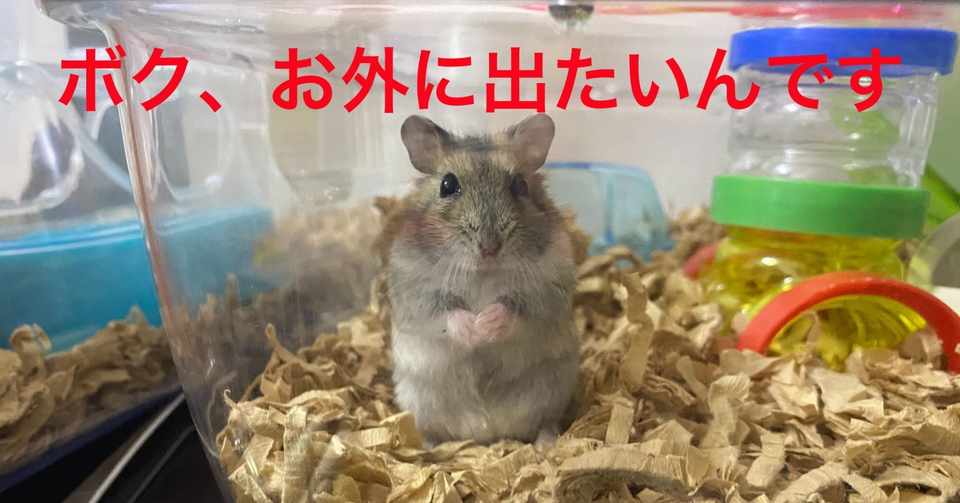 ハムスター飼育日記107日目と20日目 2020 8 8 サトウショウヘイ Note