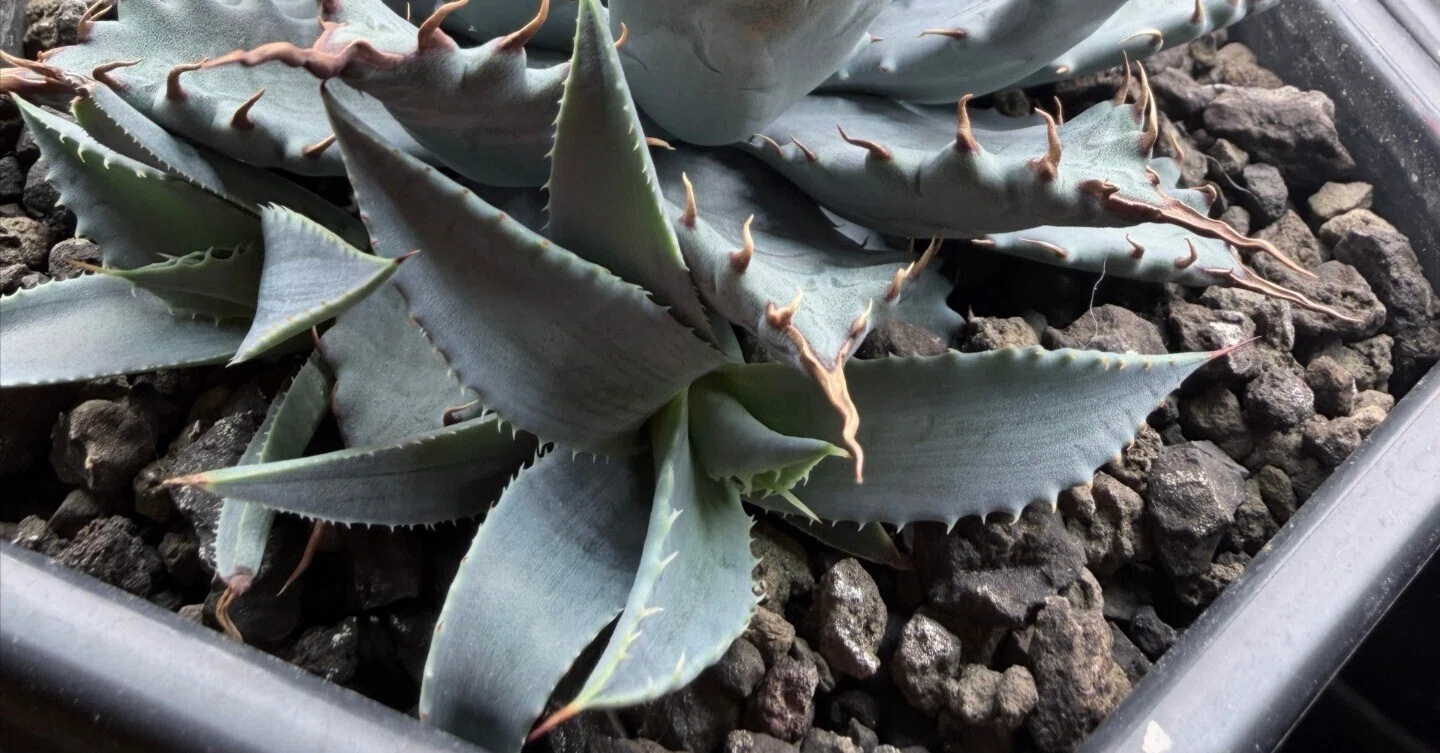 アガベの子株、外していい?外しちゃダメ?判断する3つのサイン｜54Plants