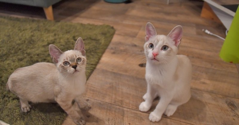 くるみちゃん コーンくん ネオンくん出発しました 保護猫カフェ駒猫 Note くるみちゃん コーンくん ネオンくん出発しました 保護猫カフェ駒猫 Note