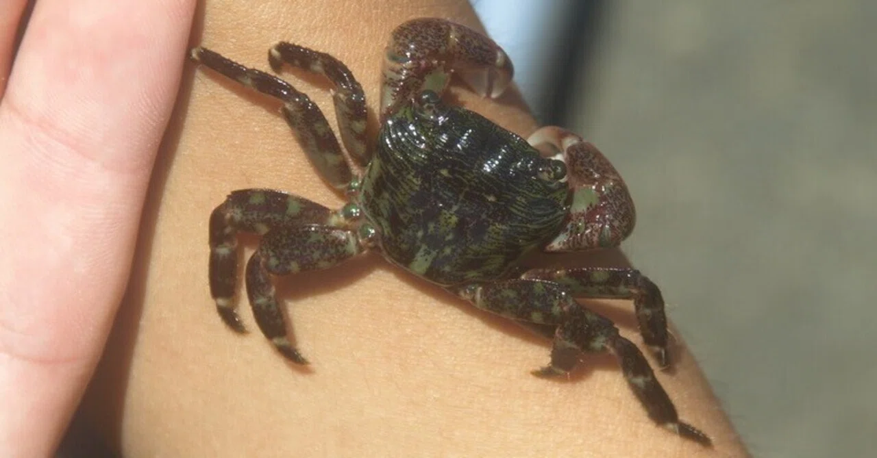 Cowry639の生物図鑑 #112 イワガニ｜Cowry639