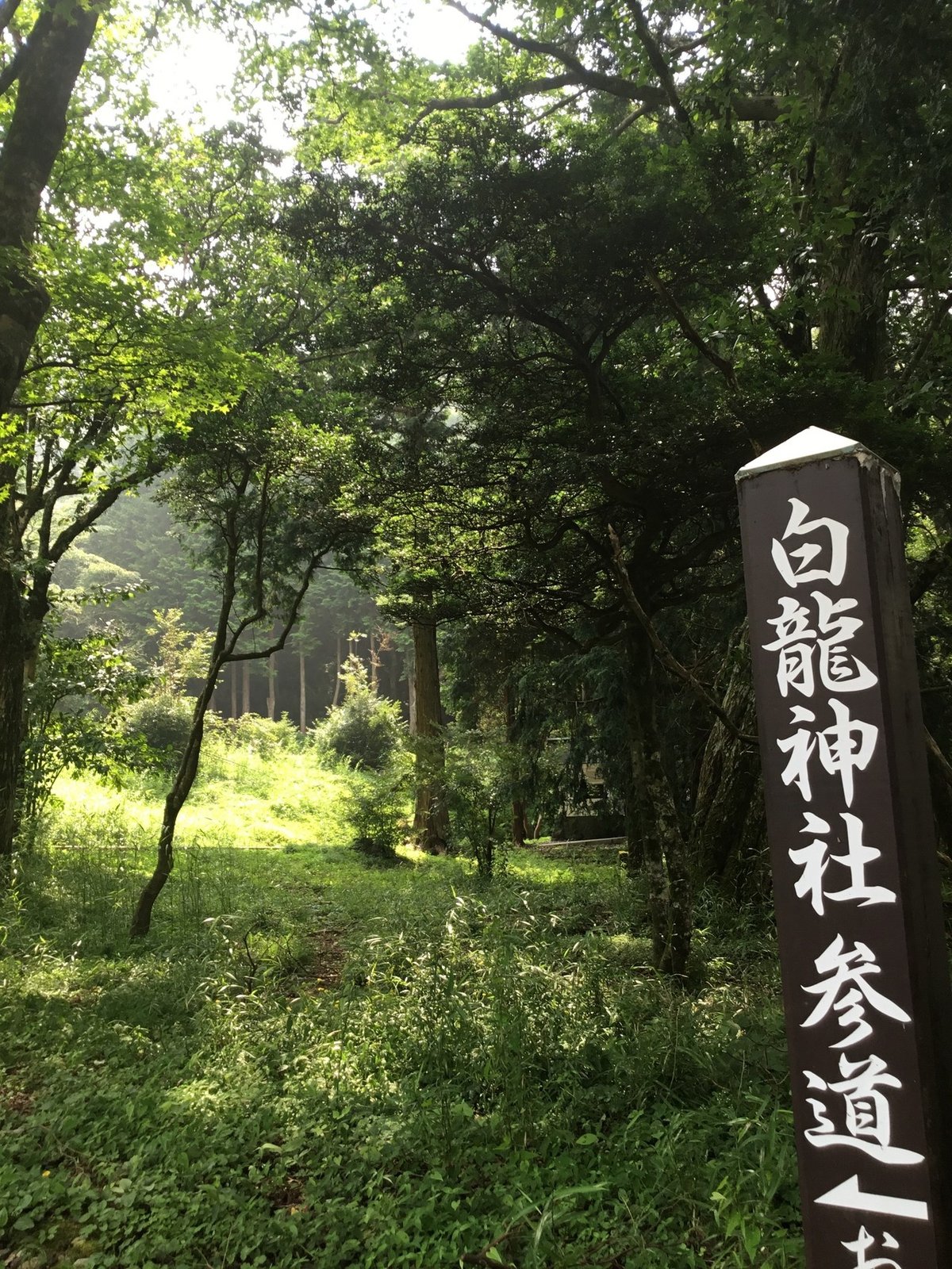 2.「私の本当の名は、ニギハヤミコハクヌシだ！」byハク｜咲多