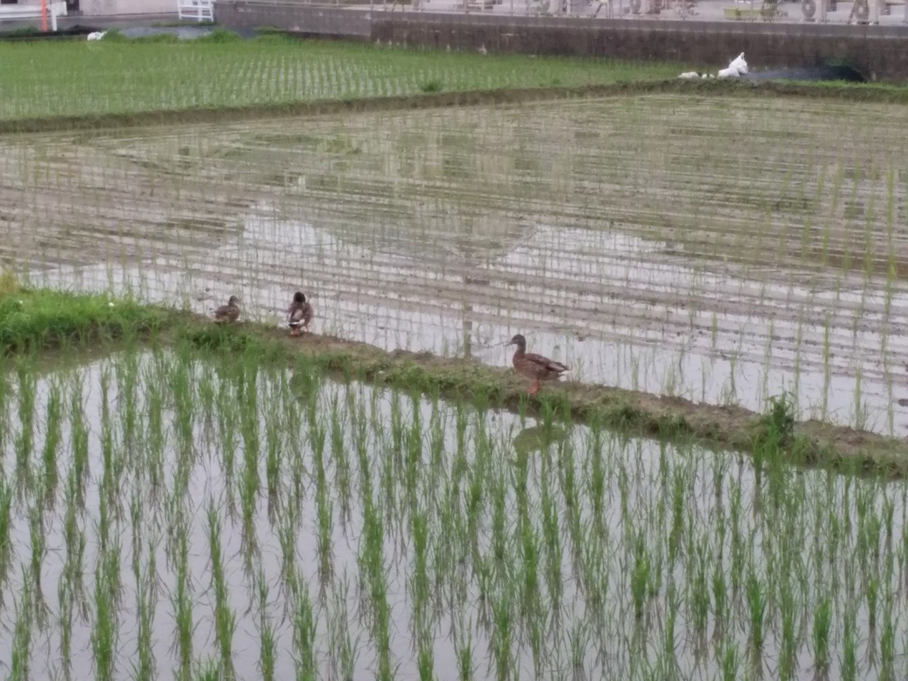 近所の田んぼには野生の鴨が飛んで田んぼを耕し ジャンボタニシが草を食べる 上手いこと循環してるなと感じます メグル Kindle本発売中 Note