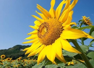 百人一首鑑賞 瀬をはやみ岩にせかるる滝川のわれても末に逢はむとぞ思ふ 崇徳院 Lady Kamaa Note