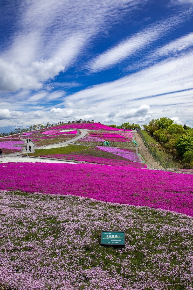 茶臼山高原の 芝桜祭り Zenpaku Note 茶臼山高原の 芝桜祭り Zenpaku Note