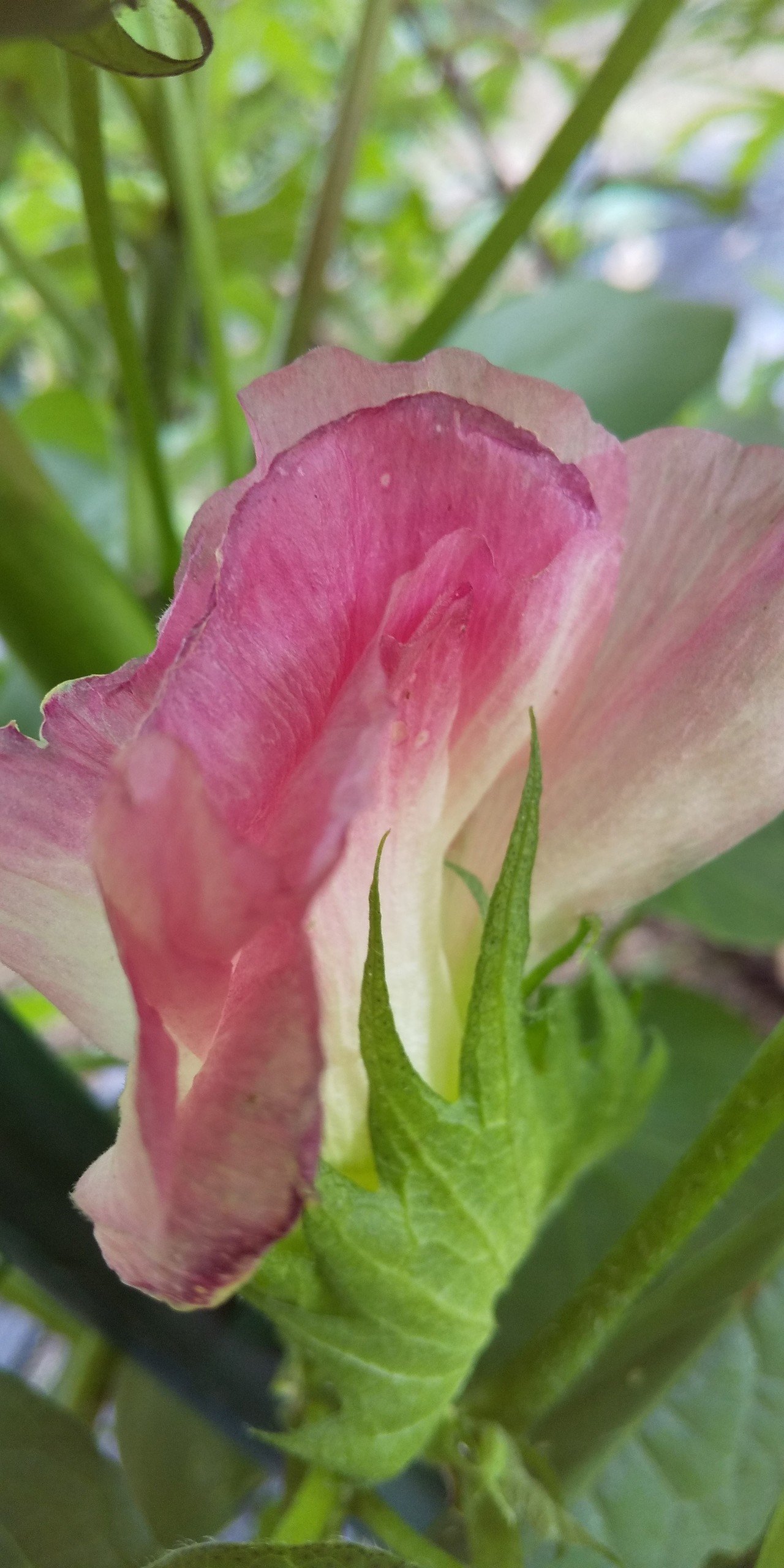 庭の恵み 8 綿の花 色の不思議 初の綿収穫 Butterfly Note