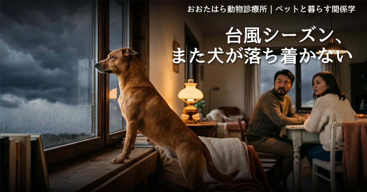 Point Berometer Typhoon Season, and the Dog is Restless Again—Reactions to