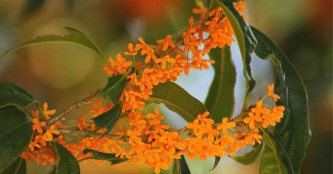 The Scent of Osmanthus [Random Memo Diary]｜しぶりん