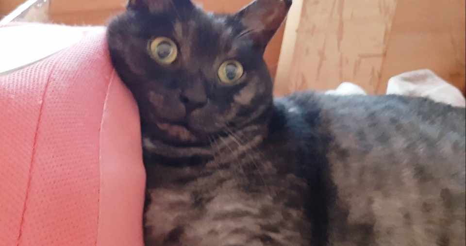 取材用にとスマホをカメラで選んだのに猫ばかり撮る日々 よしきち Note